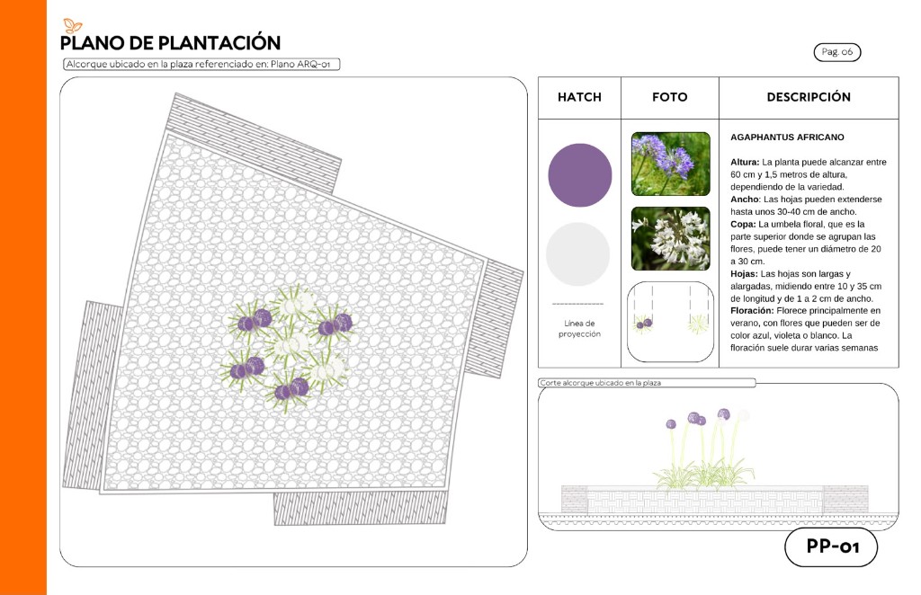 Plano de plantación PP-01, alcorque de agapanto en la plaza