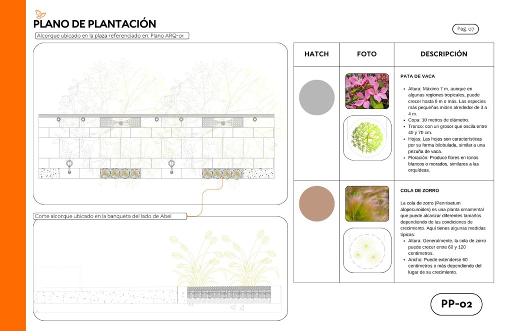 Plano de plantación PP-02, pata de vaca y cola de zorro en la banqueta